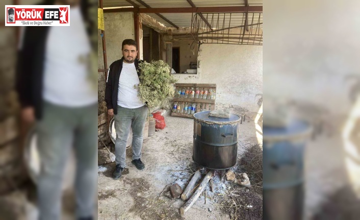 Aydında kekikler şifa için kaynatılmaya başlandı