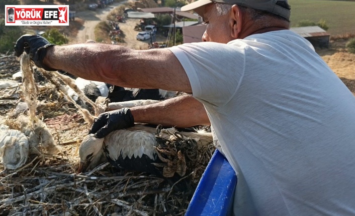 Çevre kirliliği, yaz göçmenlerini tehdit ediyor