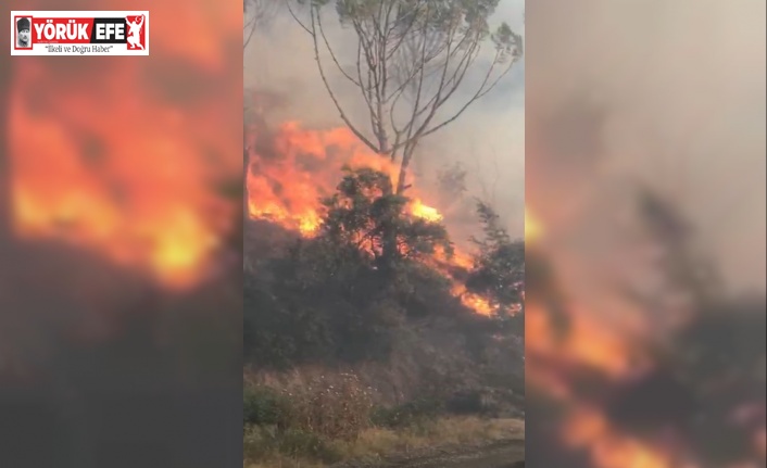 Koçarlı’da orman yangını: Çok sayıda ekip sevk edildi