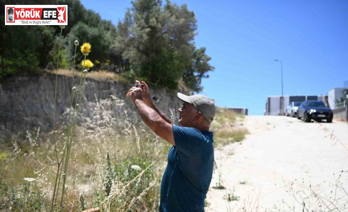 Kuşadası’nın sembolü ’Tülüşah’ çiçek açtı