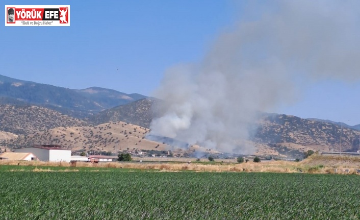 Nazilli’de zirai alan yangını