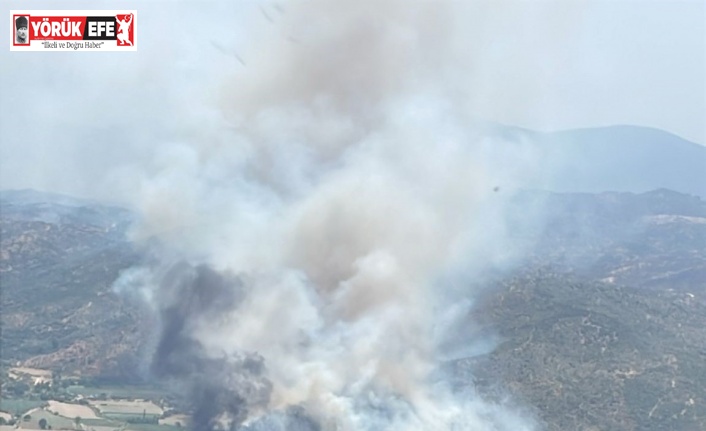 Yangında zarar gören zeytinliklerde incelemeler başladı