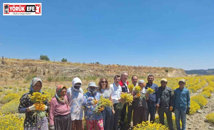 Bozdoğan’da lavanta ve altın otu hasadı yapıldı