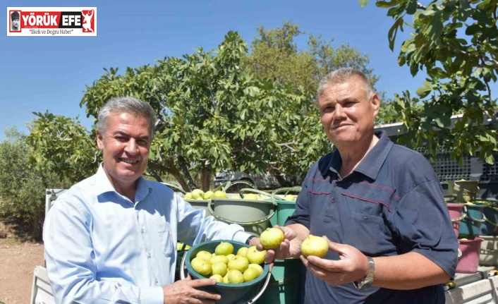 Buharkent’te taze incir hasadı başladı