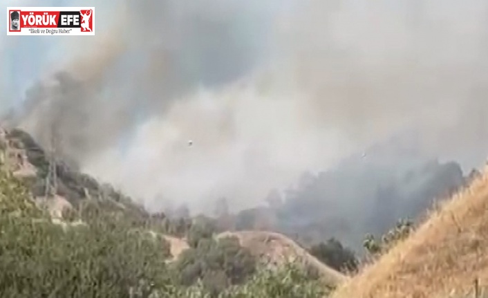 Efeler’de zirai alan yangını