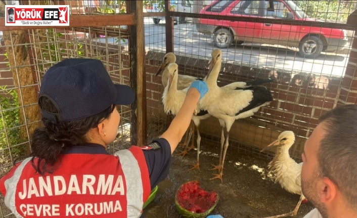Jandarma yaralı leyleği veterinere ulaştırdı