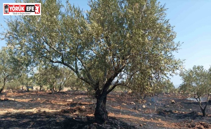 Karacasu’da tarım arazisi yandı, Başkan Büyükyapıcı uyardı
