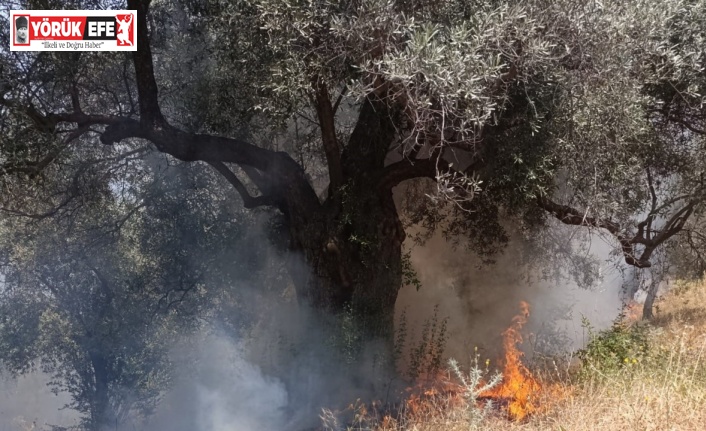 Köşk’teki zirai alan yangını büyümeden söndürüldü