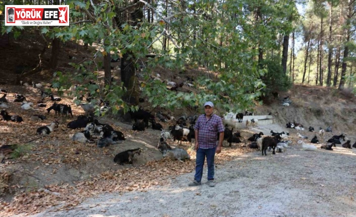 Koyun, keçi ve çobanların kıymeti bilinmedi, ülkenin en büyük sorunu yangınlar oldu