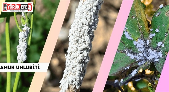 Pamuk üreticilerine ’unlu bit’ uyarısı