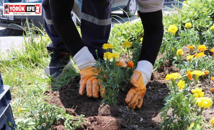 Söke Belediyesi ilçeyi çiçeklerle donatıyor