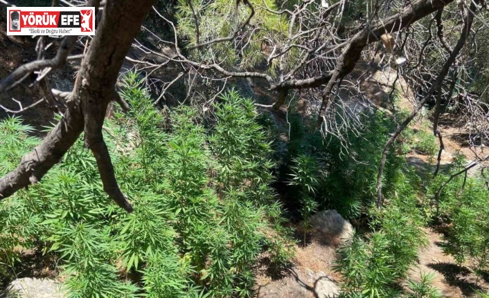 Söke’de 495 kök kenevir ele geçirildi