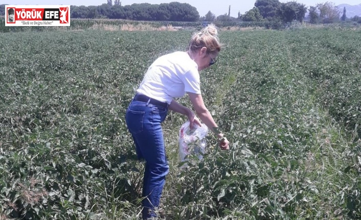 Sökede hasat öncesi pestisit kontrolü yapıldı