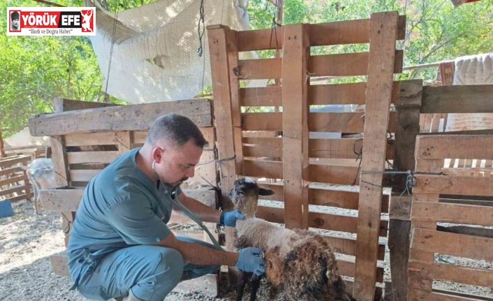 Söke’de küçükbaş hayvanlar küpelendi