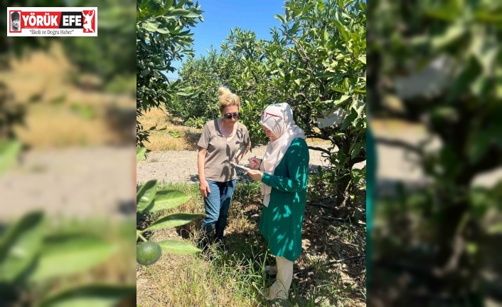 Söke’de tarla ve bahçelerde zararlı kontrolleri gerçekleştirildi