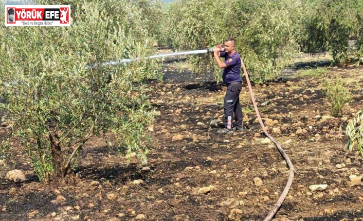 Zeytinlikte çıkan yangın hızlı müdahale ile söndürüldü