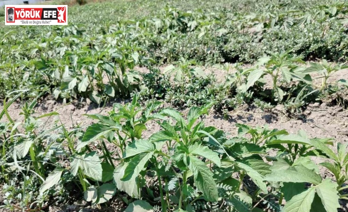 Alternatif ürün susamda kontroller yapıldı