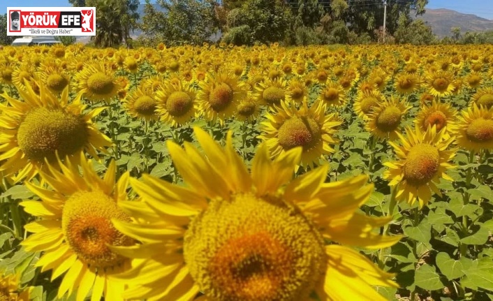 Aydın’da ayçiçeği hasadı başladı