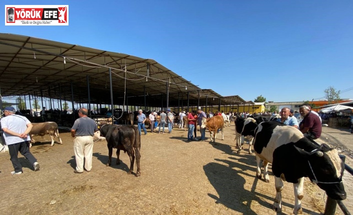 Aydın’da canlı hayvan nakliyesi ile ilgili eğitim verilecek