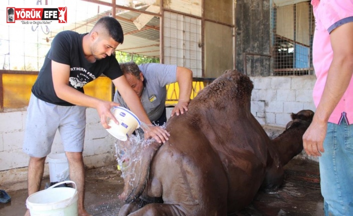 Aydın’da çöl sıcaklarından olumsuz etkilenen develer yıkamaya alındı