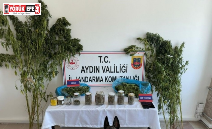 Aydın’da jandarmadan uyuşturucu operasyonu: 12 şüpheli yakalandı