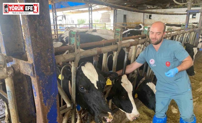 Aydın’da şap hastalığına karşı yoğun mücadele sürüyor
