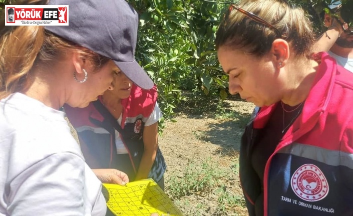 Aydın’da turunçgil yeşillenme hastalığına karşı çalışmalar sürüyor