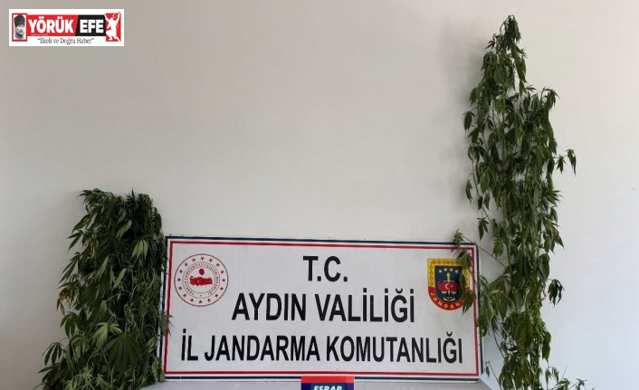 Aydın’da uyuşturucu operasyonu: 13 şüpheli yakalandı