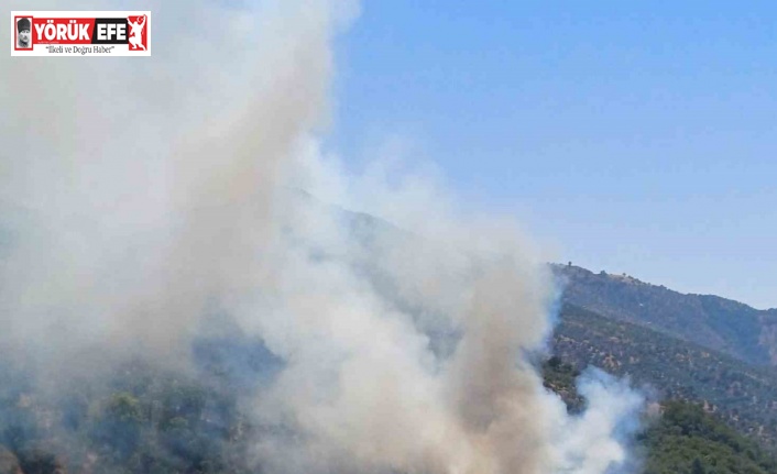 Aydın’da zirai alan yangını