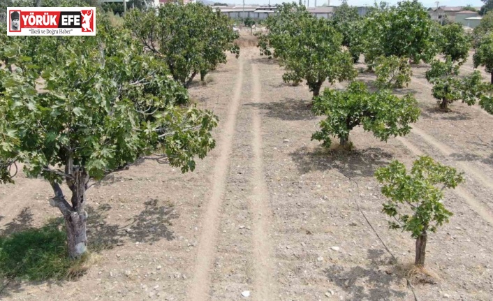 Aydın’dan, iklim değişikliği sorununa doğal çözüm