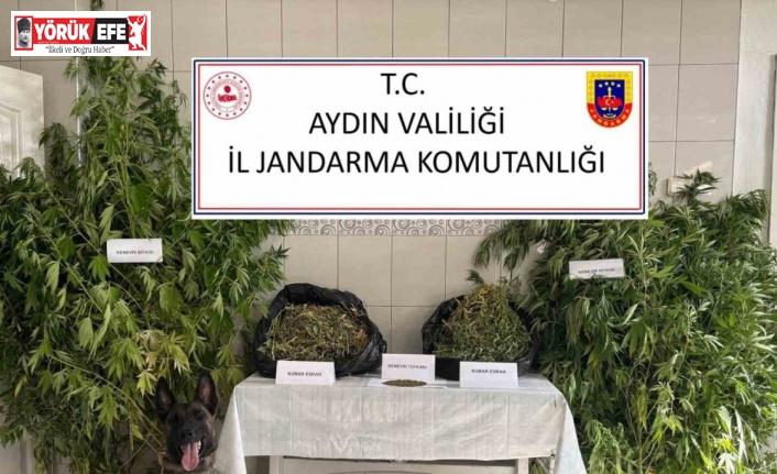 Bozdoğan’da uyuşturucu operasyonu: "Ormanlık alanda kenevir yetiştirmiş"