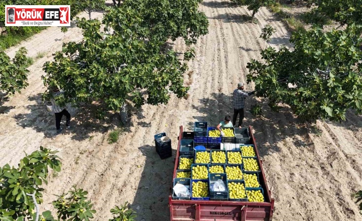 Buharkent’in damak çatlatan lezzeti taze incir, sofralarda yerini aldı