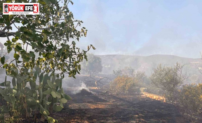Didim’de makilik ve zeytinlik yangını korkuttu