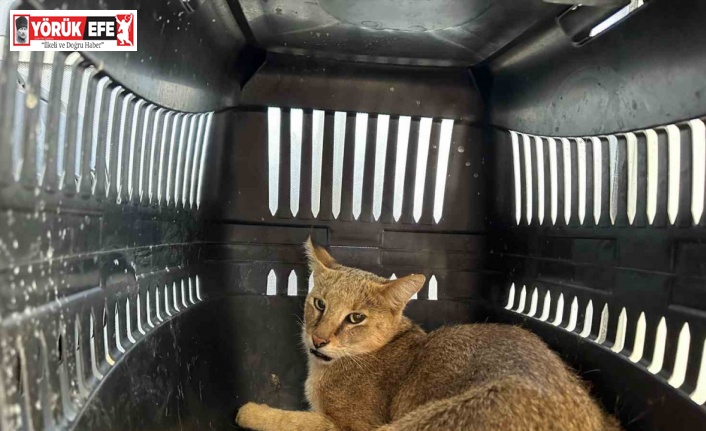 Didim’de yaralı halde bulunan dağ kedisi tedavi altına alındı