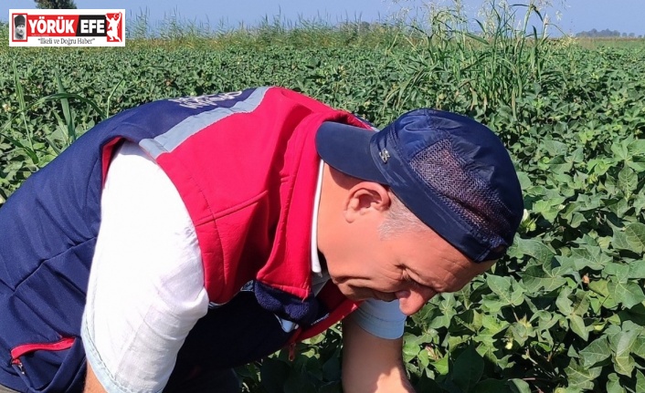 Didim’de zararlı yoğunluğuna rastlanmadı