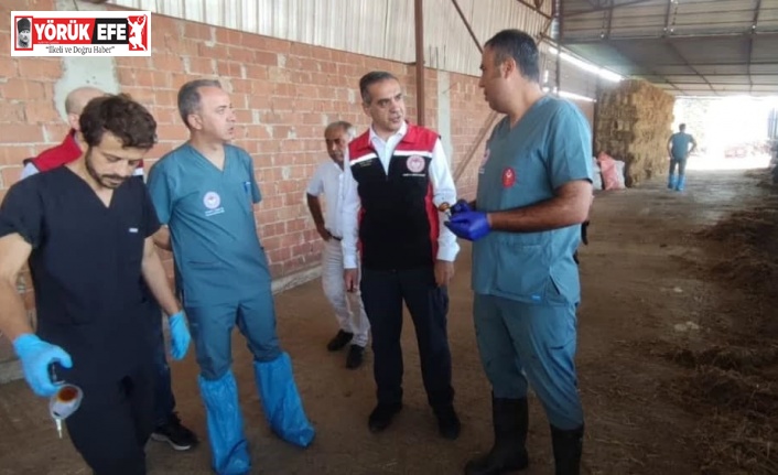 Efeler’de şap aşılaması devam ediyor