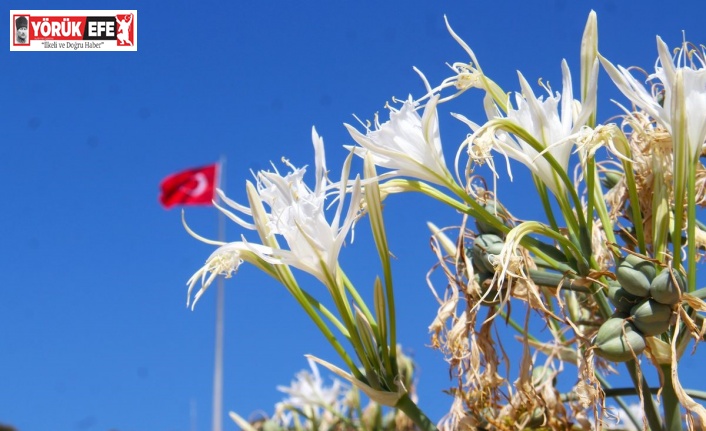 EKODOSD Başkanı Sürücü uyardı: "Kum zambakları yok olma tehlikesiyle karşı karşıya"