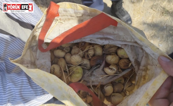 İncir hırsızı yakalandı