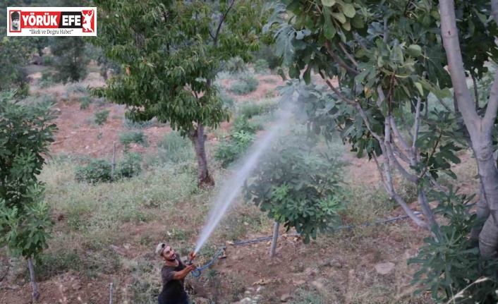 İncir üretiminde Akdeniz meyve sineği sıkıntısı