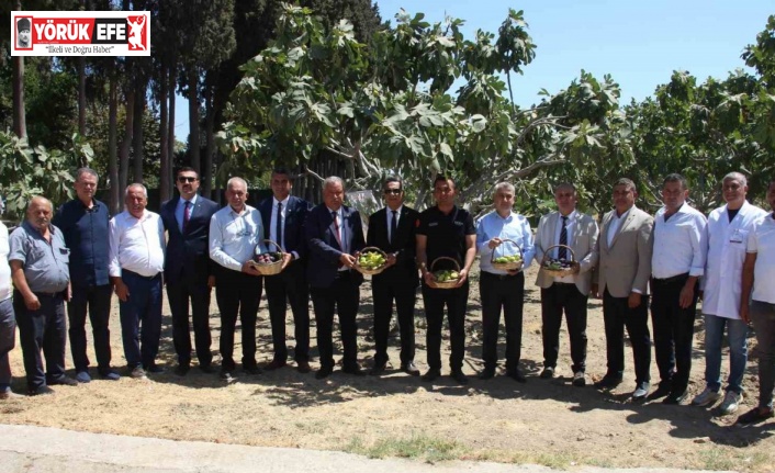 İncirliova’da protokol üyeleri incir hasadına katıldı