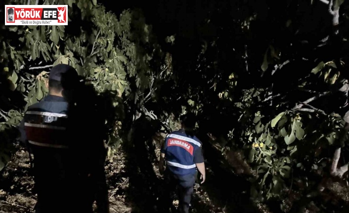 Jandarma, incir hırsızlarına geçit vermiyor