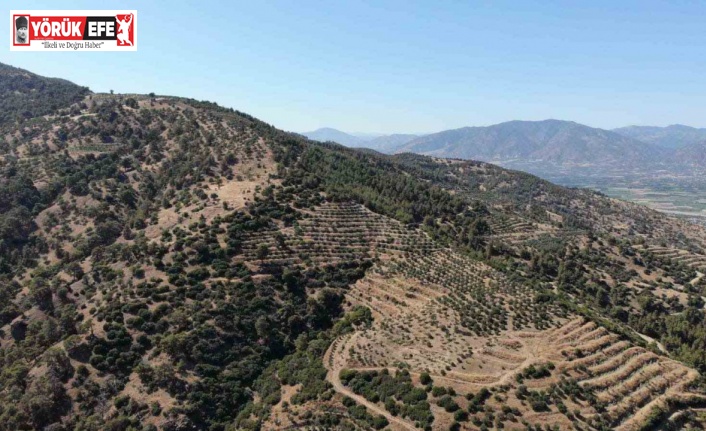 Karacasu Kaymakamlığı orman yangını riskine dikkat çekti