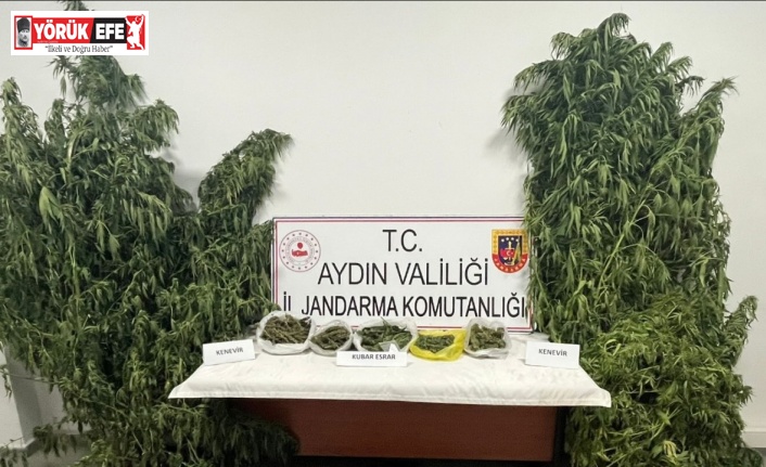 Kestane bahçesinde kenevir yetiştiren şüpheli yakalandı