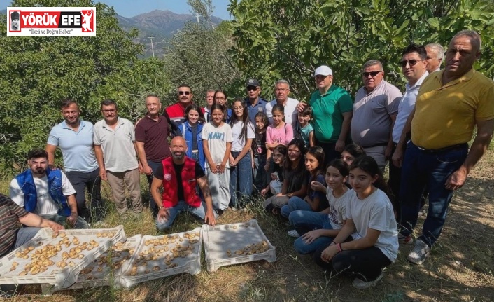 Köşk’te gönüllü hasat şenliği gerçekleştirildi
