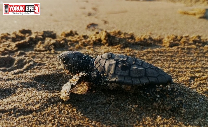 Kuşadası’nda ilk yavrular sürpriz yuvadan çıktı