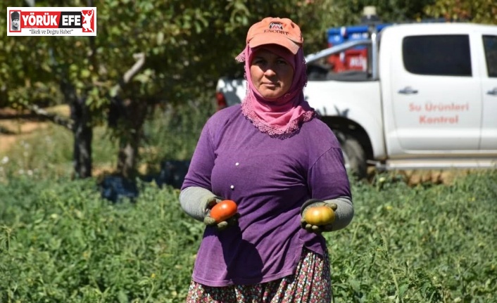 Kuyucak’ta toprakla buluşturulan 220 bin domates fidesinde hasat yapıldı