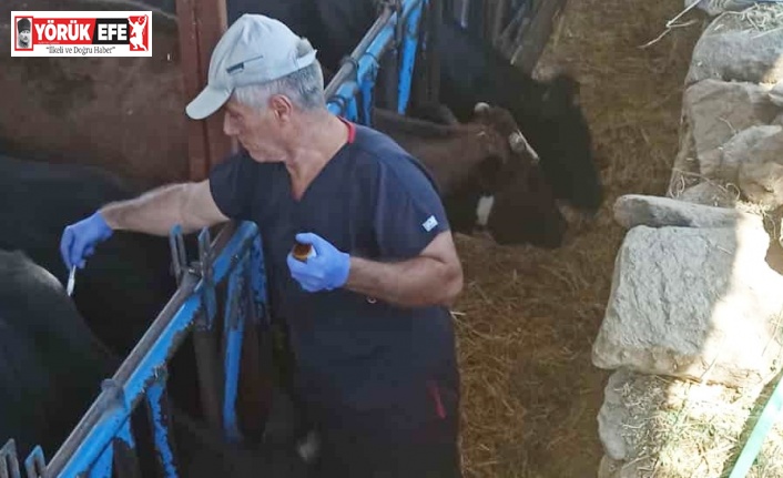 Nazilli’de şap hastalığına karşı aşılama çalışmaları sürüyor