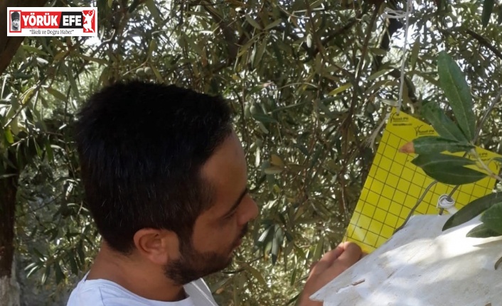 Söke İlçe Tarım’dan zeytin sineği uyarısı
