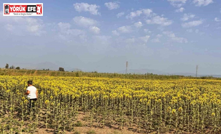 Söke’de ayçiçeği tarlaları taranıyor