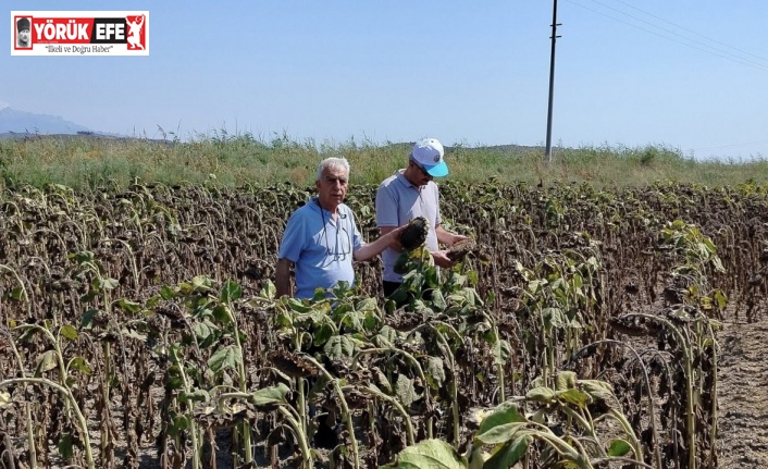 Söke’de ayçiçeği veriminin geçmiş yılları geride bırakması bekleniyor